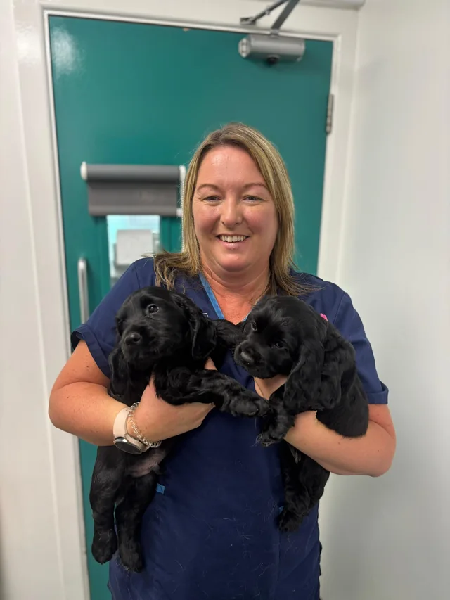 Puppies at Ashwood