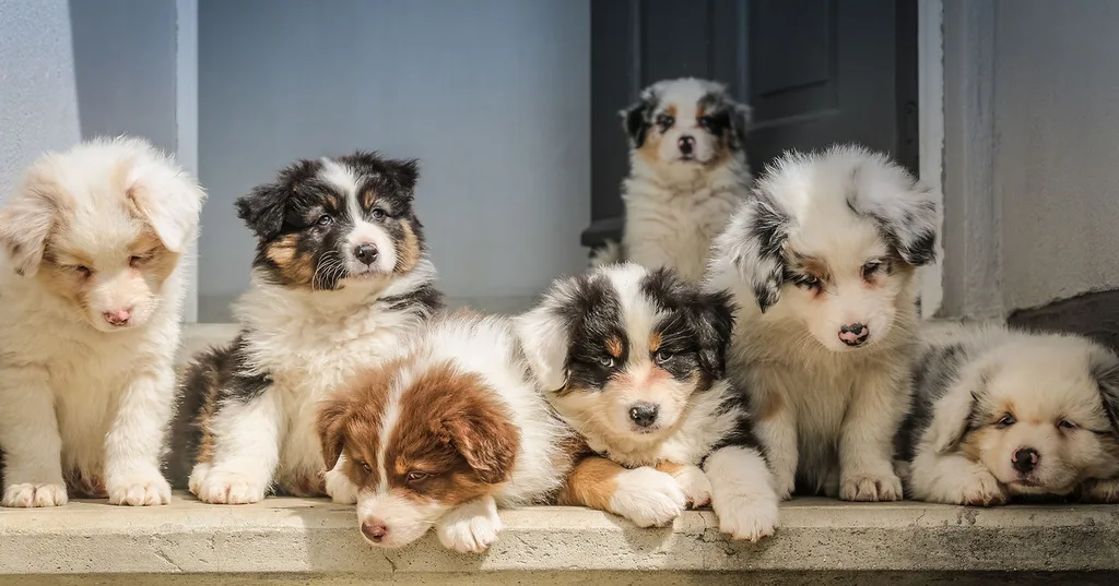 Puppies