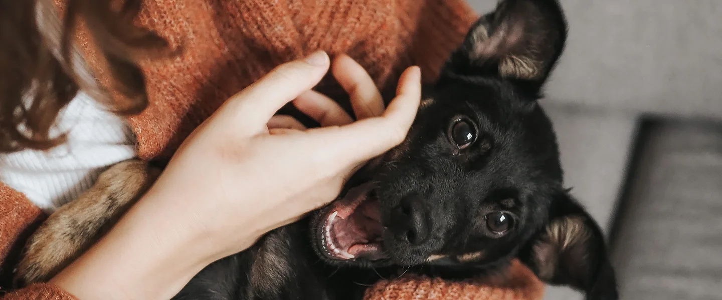 Microchipping