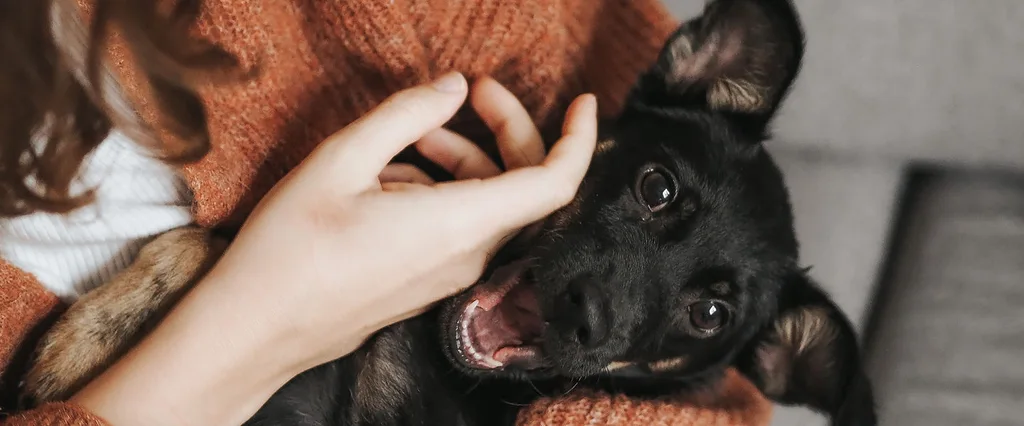 Microchipping