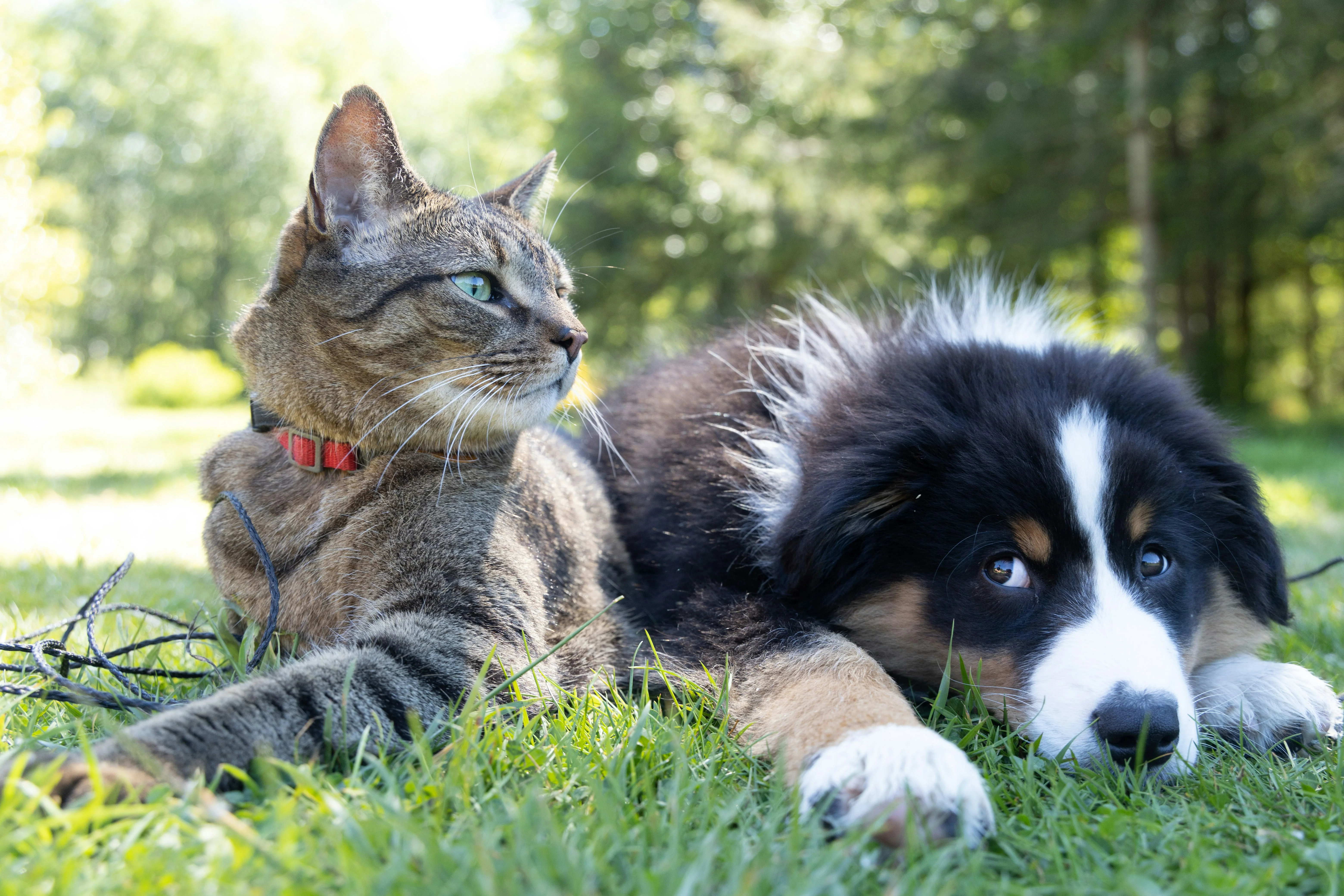 Pet food & nutritional advice