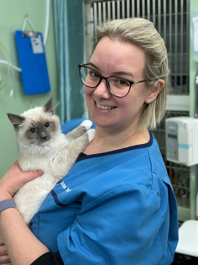 Veterinary nurse holding a cat