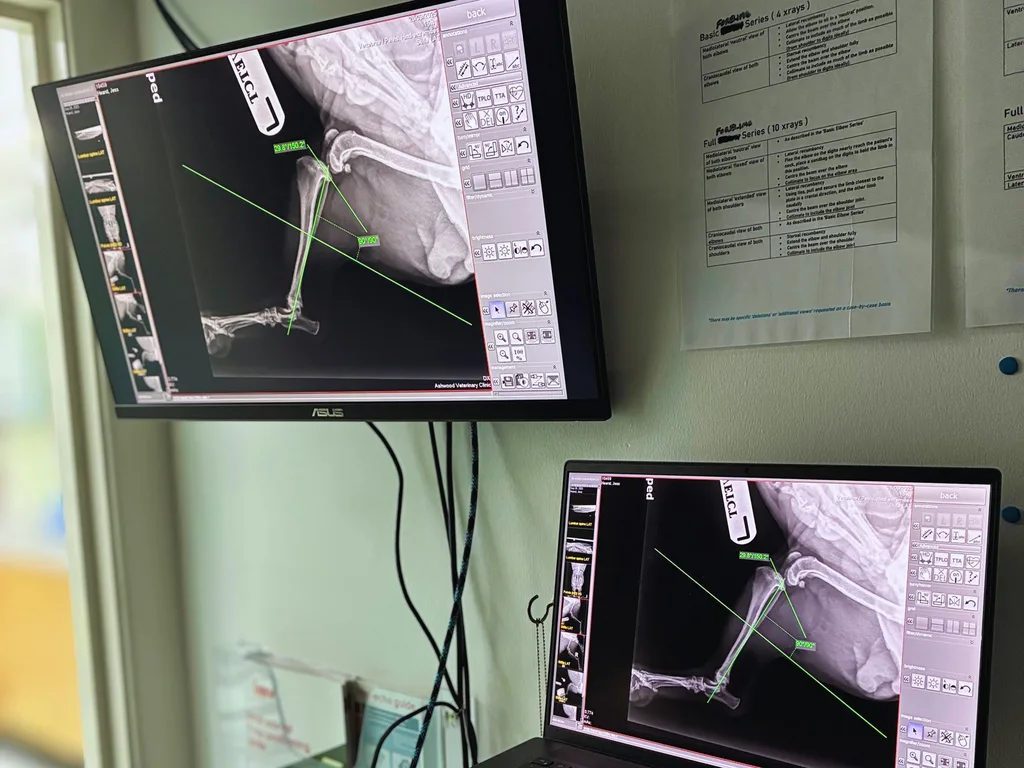 Cruciate surgery planning on X-ray