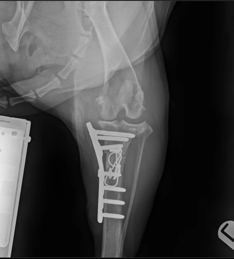 Pepper X-ray after surgery