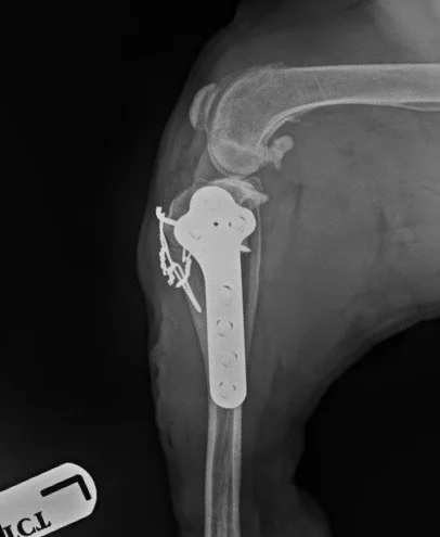Pepper second leg X-ray after surgery