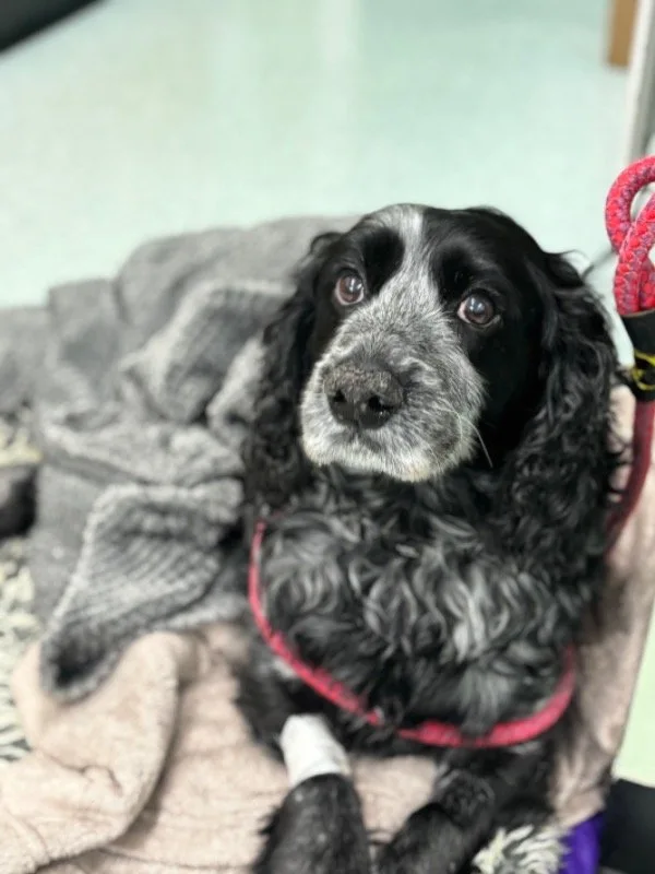Pepper the Cocker Spaniel