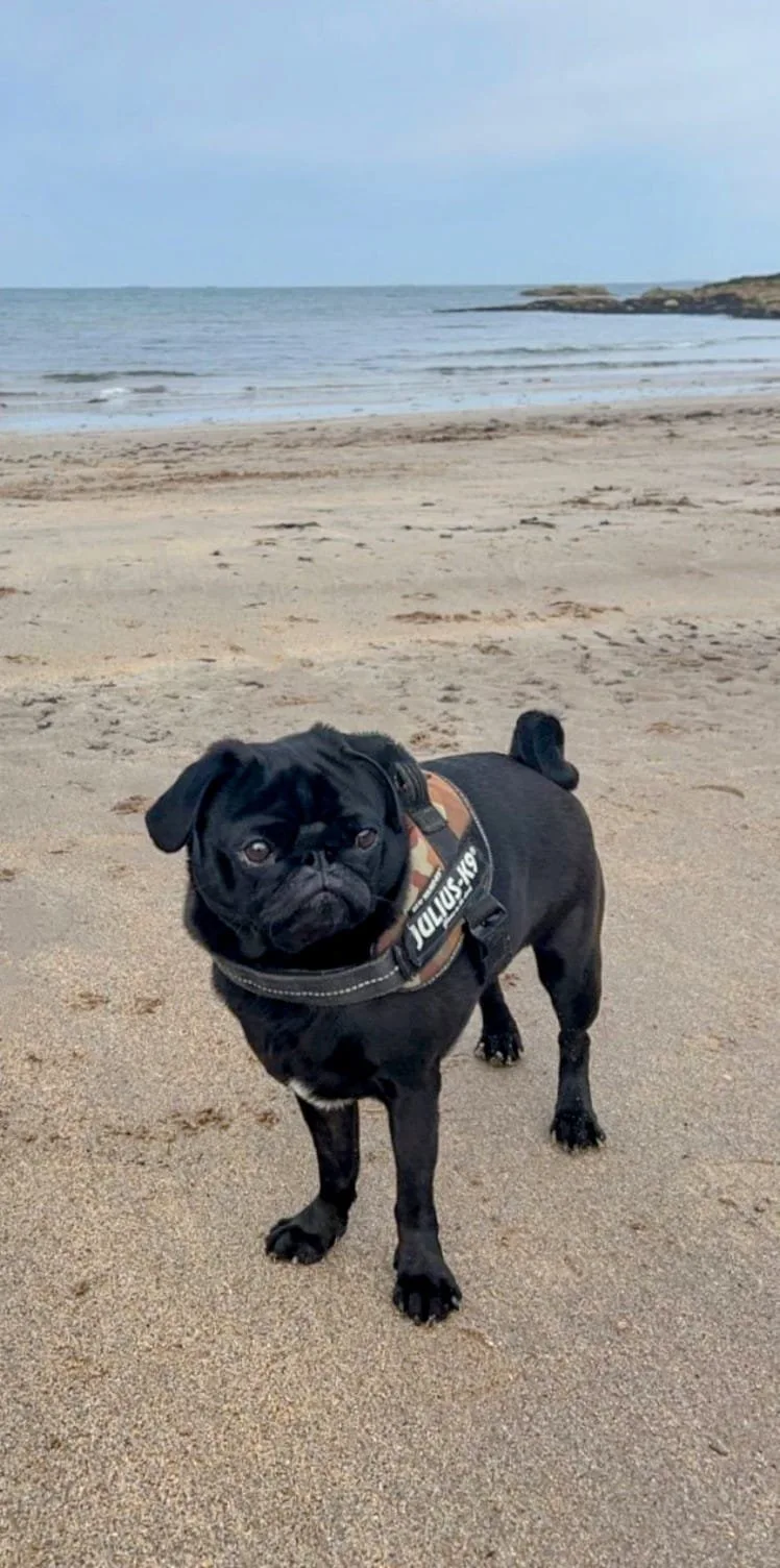 Pablo the Pug on the beach
